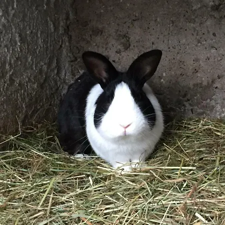 Gut Fischer Bauernhof *