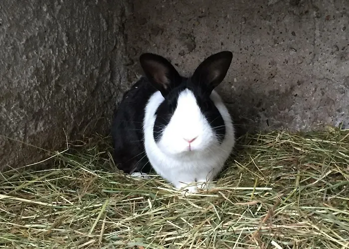 Gut Fischer 农家乐 *