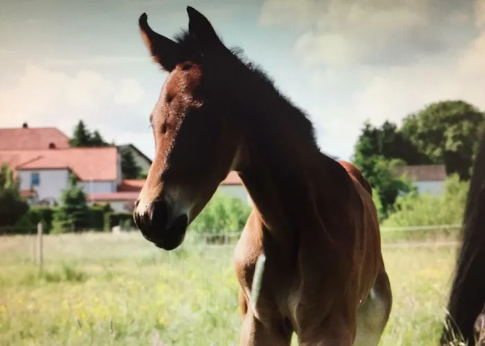 Κατάλυμα σε φάρμα Gut Fischer *